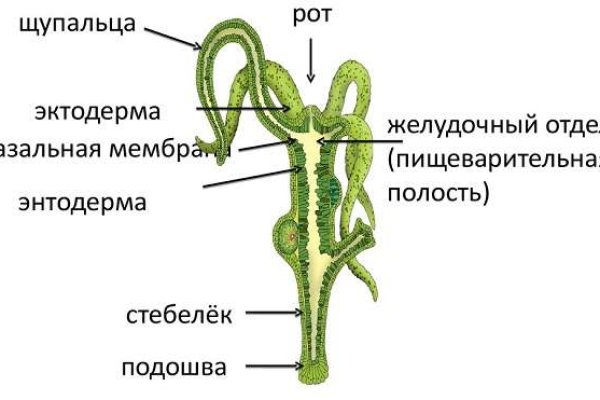 Hydra kraken